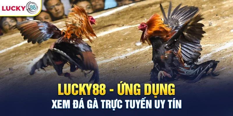 link lucky88 - cổng game cá cược mới nhất không bị chặn